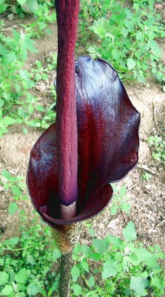 魔芋 天南星目天南星科魔芋属植物 搜狗百科 魔芋 天南星目天南星科魔芋属植物 搜狗百科