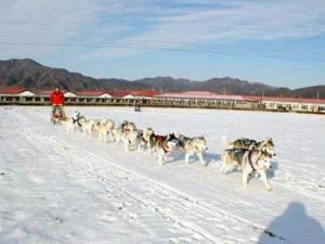 傲立于冰天雪地的风之子
