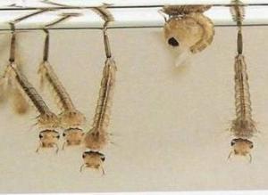 蚊子幼虫