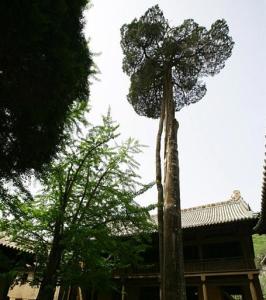 青莲寺