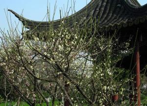 梅湾街