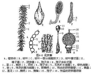 泥炭藓
