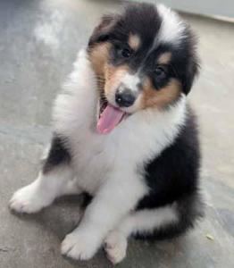 苏格兰牧羊犬图册