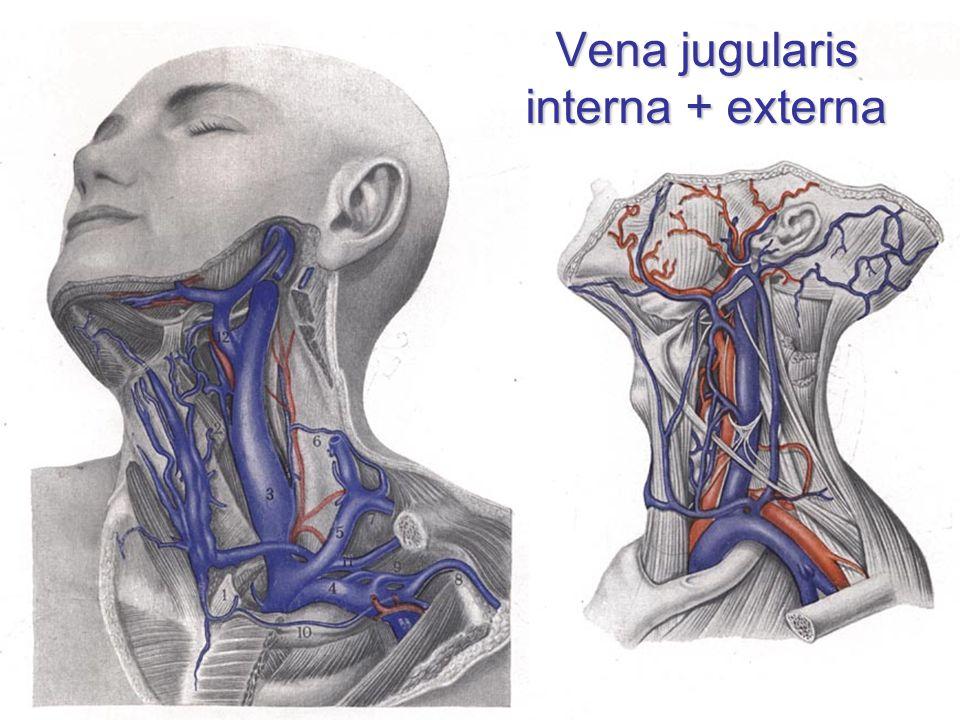 颈内静脉解剖图 ppt图片