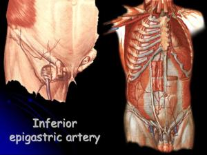 腹壁下动脉(inferior epigastric artery):在近腹股沟韧带中点稍内侧