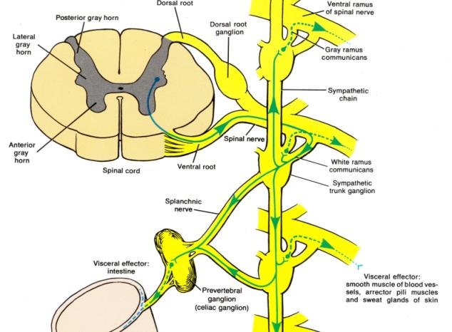 神经节简图图片
