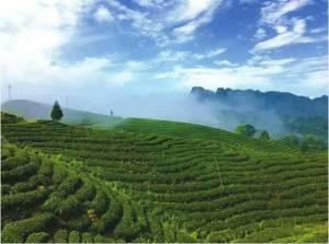 天宫茶海自然风景区