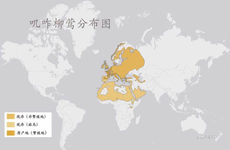 叽咋柳莺分布图