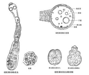 绦虫未成熟节片结构图片