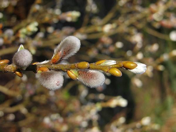 花芽 搜狗百科