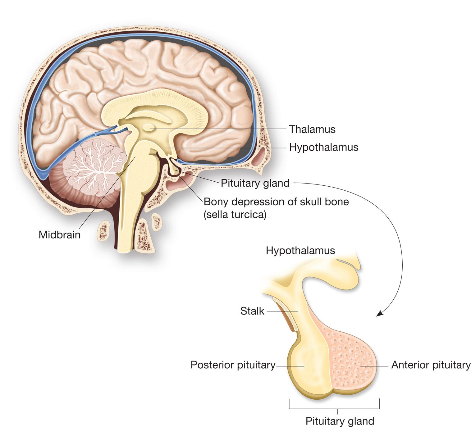 腺垂体和神经垂体图片