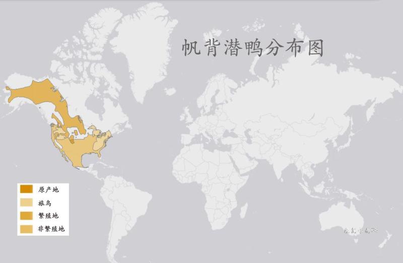 帆背潜鸭分布图