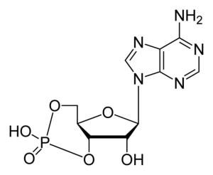 化学名称腺苷-3,5-环磷酸(camp,分子式为c10h12n5o6p,分子量为329.