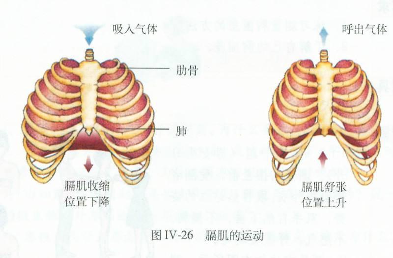 膈肌(人体器官)
