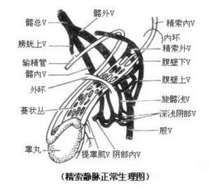 睾丸