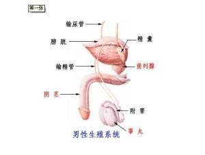 睾丸