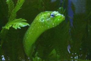 编辑1形态特征词条图册狼鳗属于肉食性深海鱼类,栖息于海平面下200米