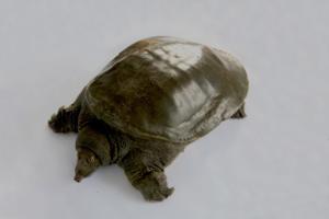 汉寿甲鱼