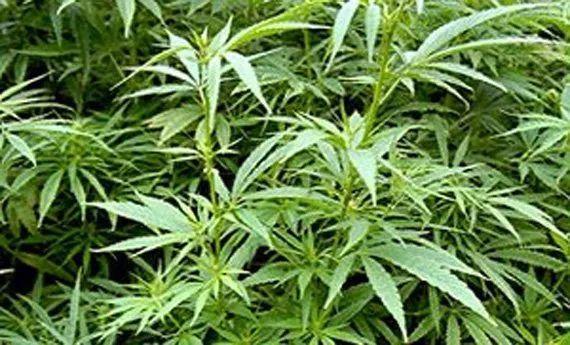 大麻 大麻科大麻属植物 搜狗百科 大麻 大麻科大麻属植物 搜狗百科