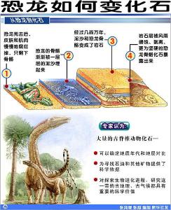 恐龙变成化石过程