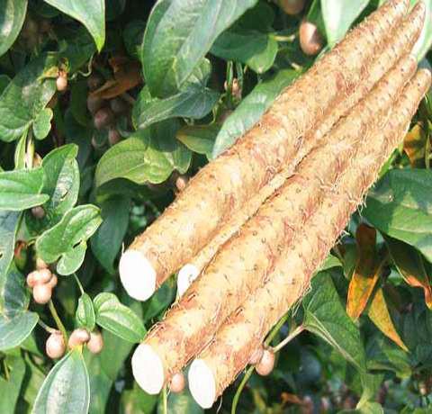 嘉祥细毛长山药 - 求真百科