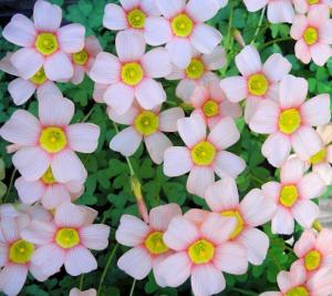 棱茎酢浆草（Oxalis obtusa）