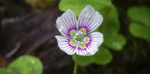 蒙大拿酢浆草（Oxalis montana）