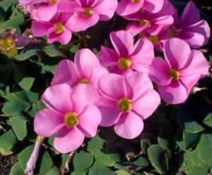 芙蓉酢浆草（Oxalis purpurea）