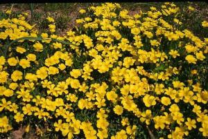 纳马夸那酢浆草（Oxalis namaquana）