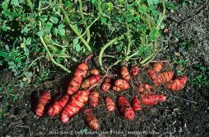 块茎酢浆草（Oxalis tuberosa）