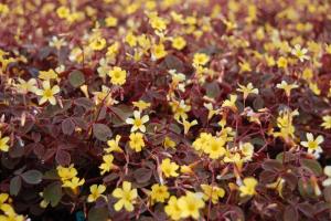 硫化酢浆草（Oxalis spiralis subsp. vulcanicola）