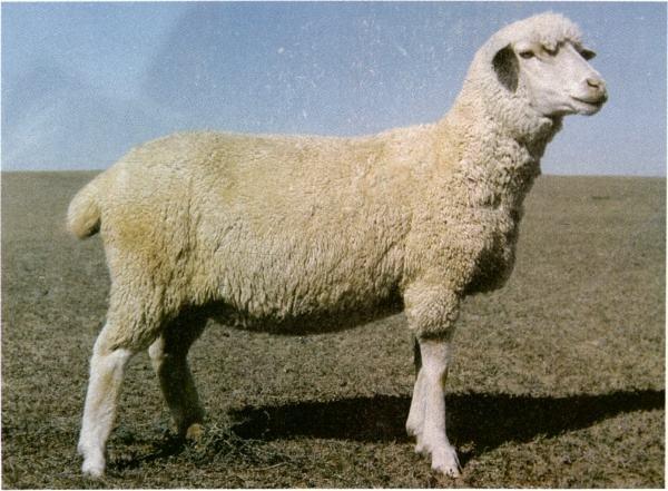 岗巴羊 - 搜狗百科