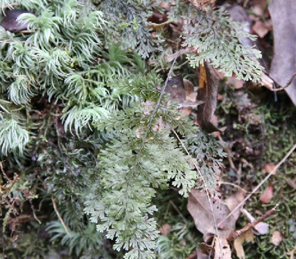 小果蕗蕨 中药材 搜狗百科