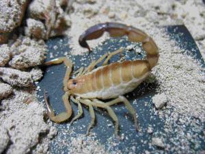 山蝎子 - 搜狗百科