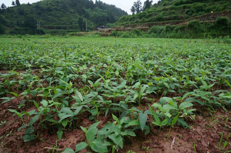 大方圆珠半夏种植基地