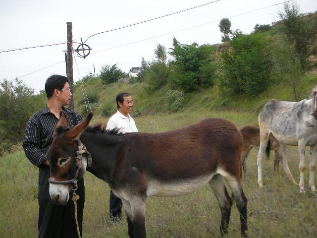 庆阳驴