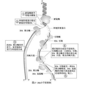 半不连续复制