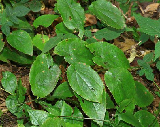 时珍淫羊藿 小檗科淫羊藿属植物 搜狗百科