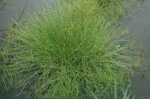 沼泽荸荠