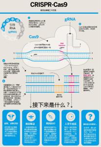 CRISPR/Cas9