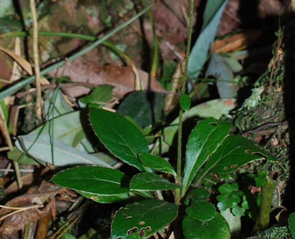 猫爪草长得什么样儿 0