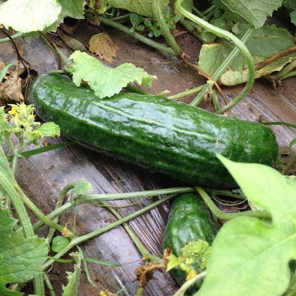 啥时候种黄瓜南瓜最合适 0