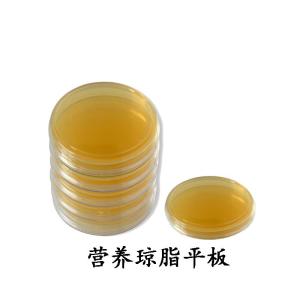 基在无菌培养皿中形成的培养基固体平面,常被简称为培养平板(plate)