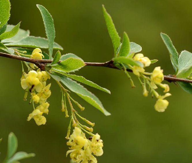 细梗小檗 小檗科小檗属植物 搜狗百科
