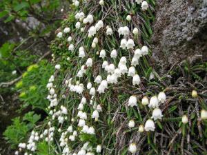 石松状岩须（Cassiopelycopodioides）