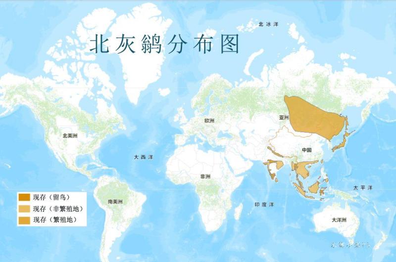 北灰鹟分布图