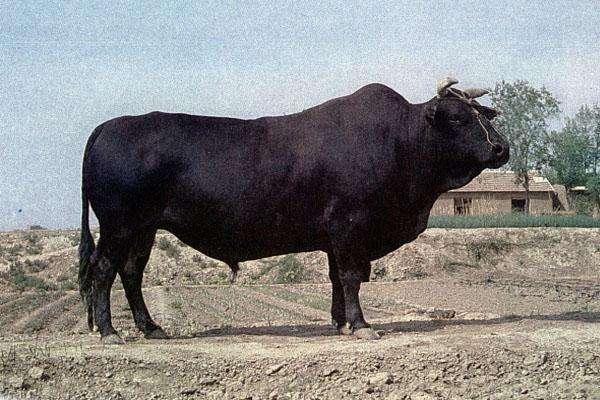 黑石裂蹄牛图片