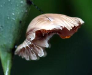 红珠凤蝶成长过程图片