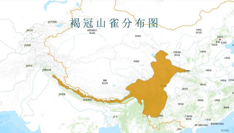 褐冠山雀分布图