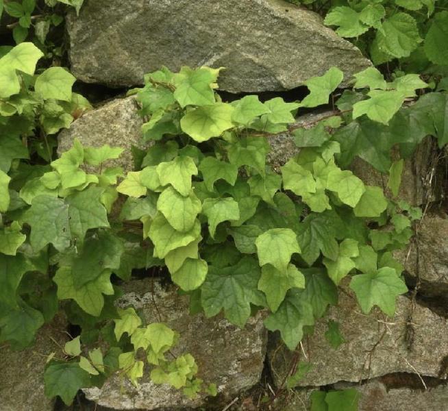 蝙蝠葛 防己科蝙蝠葛属藤本植物 搜狗百科